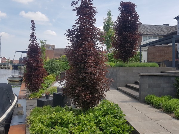 Het planten van bomen uitbesteden aan een ervaren boomverzorger